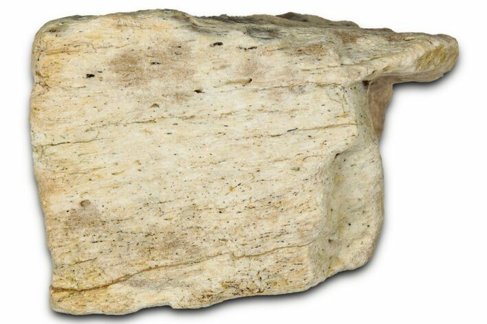 Fossil Tyrannosaur (T rex) Bone Section - Wyoming #352819